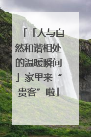 「人与自然和谐相处的温暖瞬间」家里来“贵客”啦