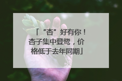 “杏”好有你！杏子集中登鹭，价格低于去年同期