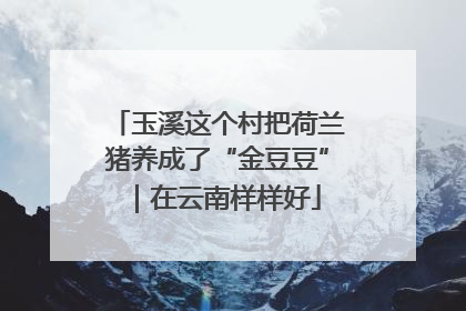 玉溪这个村把荷兰猪养成了“金豆豆”｜在云南样样好