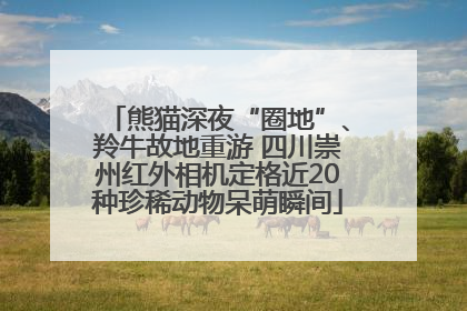 熊猫深夜“圈地”、羚牛故地重游 四川崇州红外相机定格近20种珍稀动物呆萌瞬间