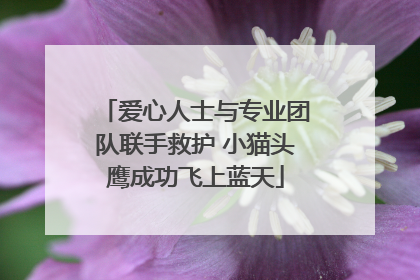 爱心人士与专业团队联手救护 小猫头鹰成功飞上蓝天