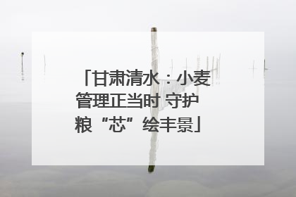 甘肃清水：小麦管理正当时 守护粮“芯”绘丰景