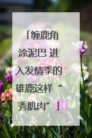 缠鹿角 涂泥巴 进入发情季的雄鹿这样“秀肌肉”