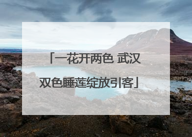 一花开两色 武汉双色睡莲绽放引客