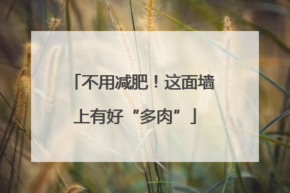 不用减肥！这面墙上有好“多肉”