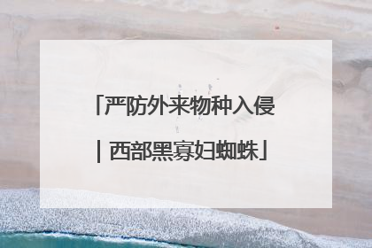 严防外来物种入侵｜西部黑寡妇蜘蛛
