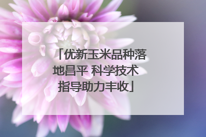 优新玉米品种落地昌平 科学技术指导助力丰收