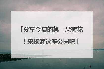 分享今夏的第一朵荷花！来杨浦这座公园吧