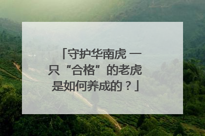 守护华南虎 一只“合格”的老虎是如何养成的？