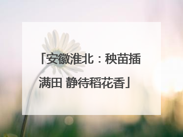 安徽淮北：秧苗插满田 静待稻花香