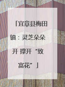 宜章县梅田镇：灵芝朵朵开 撑开“致富花”