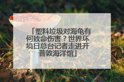 塑料垃圾对海龟有何致命伤害？世界环境日总台记者走进开普敦海洋馆