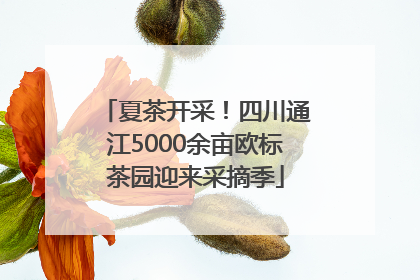 夏茶开采！四川通江5000余亩欧标茶园迎来采摘季