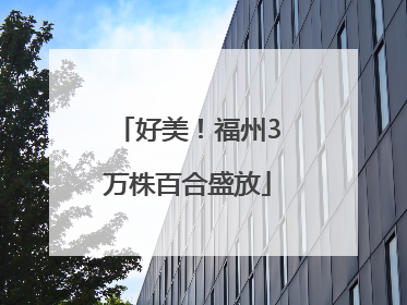 好美！福州3万株百合盛放