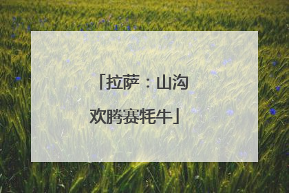 拉萨：山沟欢腾赛牦牛
