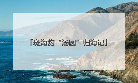 斑海豹“汤圆”归海记