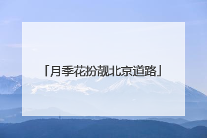 月季花扮靓北京道路