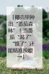 椰壳里种出“番茄森林”！当番茄“渴了”“饿了”还能精准投喂→