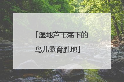 湿地芦苇荡下的鸟儿繁育胜地