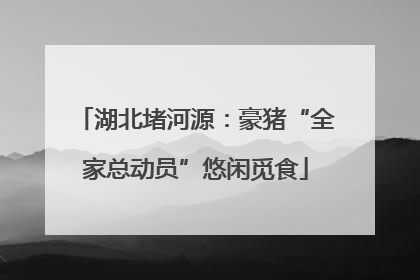 湖北堵河源：豪猪“全家总动员”悠闲觅食
