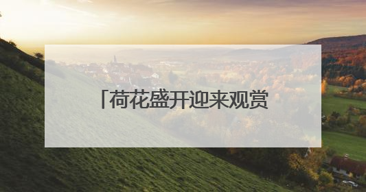 荷花盛开迎来观赏期！济南这12处赏花地你可知？