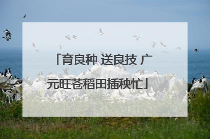 育良种 送良技 广元旺苍稻田插秧忙
