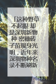 这种野草不起眼 却是深圳新物种 密穗砖子苗现身光明，近年来深圳物种名录不断刷新