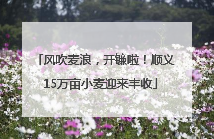 风吹麦浪，开镰啦！顺义15万亩小麦迎来丰收