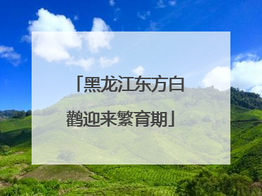 黑龙江东方白鹳迎来繁育期
